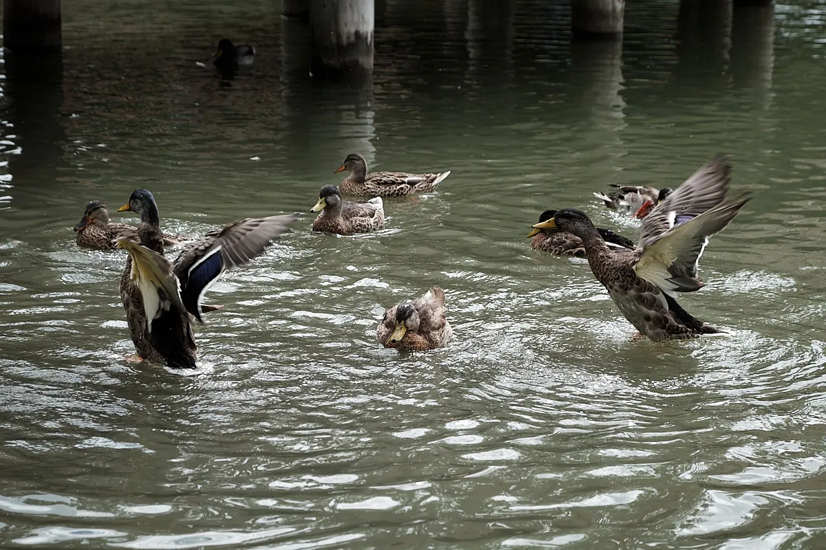 Ducks flapping their wings, splashing in the water near a boardwalk in the park.